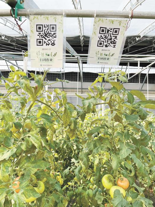智慧大棚工人通過掃描二維碼，便可查詢當(dāng)前的作業(yè)情況?！吨袊侣劇穲?魏寒冰 攝