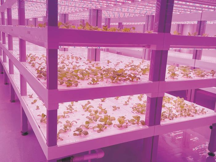 在物美植物工廠里，通過LED燈的照射，蔬菜散發(fā)勃勃生機(jī)。受訪者供圖
